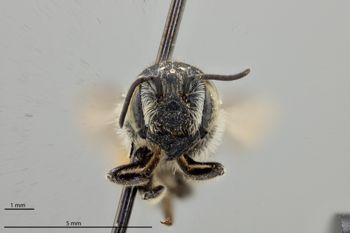Media type: image;   Entomology 786113 Aspect: head frontal view